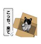 段ボールが大好きな猫  ハチワレちゃん（個別スタンプ：6）