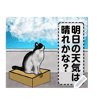 段ボールが大好きな猫  ハチワレちゃん（個別スタンプ：8）