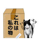 段ボールが大好きな猫  ハチワレちゃん（個別スタンプ：9）