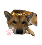柴犬カイ vol 2（個別スタンプ：1）