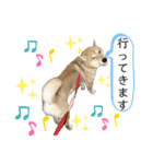 柴犬カイ vol 2（個別スタンプ：2）