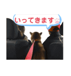 柴犬カイ vol 2（個別スタンプ：3）