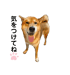 柴犬カイ vol 2（個別スタンプ：4）