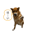柴犬カイ vol 2（個別スタンプ：5）