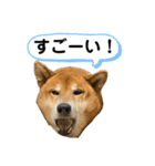 柴犬カイ vol 2（個別スタンプ：6）