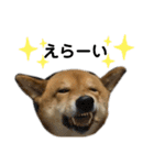 柴犬カイ vol 2（個別スタンプ：7）