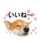 柴犬カイ vol 2（個別スタンプ：8）