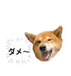 柴犬カイ vol 2（個別スタンプ：9）