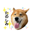 柴犬カイ vol 2（個別スタンプ：11）