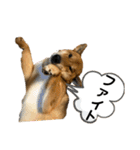 柴犬カイ vol 2（個別スタンプ：12）
