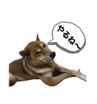 柴犬カイ vol 2（個別スタンプ：13）