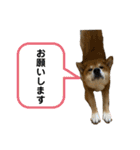 柴犬カイ vol 2（個別スタンプ：14）