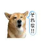 柴犬カイ vol 2（個別スタンプ：15）