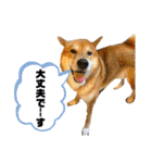 柴犬カイ vol 2（個別スタンプ：16）