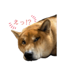柴犬カイ vol 2（個別スタンプ：17）