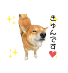 柴犬カイ vol 2（個別スタンプ：18）