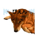 柴犬カイ vol 2（個別スタンプ：19）