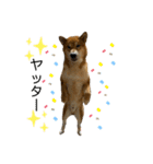 柴犬カイ vol 2（個別スタンプ：20）