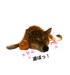 柴犬カイ vol 2（個別スタンプ：21）