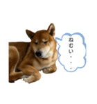 柴犬カイ vol 2（個別スタンプ：22）