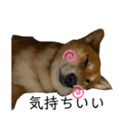 柴犬カイ vol 2（個別スタンプ：23）