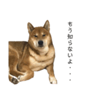 柴犬カイ vol 2（個別スタンプ：25）