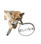 柴犬カイ vol 2（個別スタンプ：26）