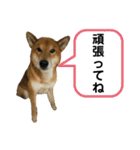 柴犬カイ vol 2（個別スタンプ：27）