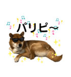 柴犬カイ vol 2（個別スタンプ：28）