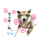 柴犬カイ vol 2（個別スタンプ：29）