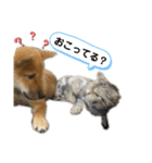 柴犬カイ vol 2（個別スタンプ：30）