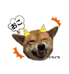 柴犬カイ vol 2（個別スタンプ：31）