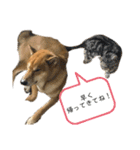 柴犬カイ vol 2（個別スタンプ：32）