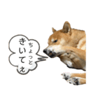 柴犬カイ vol 2（個別スタンプ：33）
