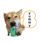 柴犬カイ vol 2（個別スタンプ：34）