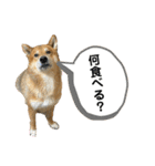 柴犬カイ vol 2（個別スタンプ：35）