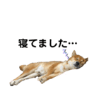 柴犬カイ vol 2（個別スタンプ：36）