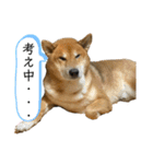 柴犬カイ vol 2（個別スタンプ：37）