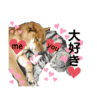 柴犬カイ vol 2（個別スタンプ：38）