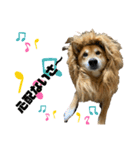 柴犬カイ vol 2（個別スタンプ：39）