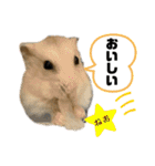 柴犬カイ vol 2（個別スタンプ：40）