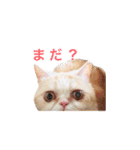 ぶしゃ猫スタンプ（個別スタンプ：7）