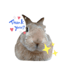 ミニウサギのピーちゃん（個別スタンプ：2）