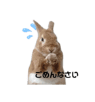 ミニウサギのピーちゃん（個別スタンプ：3）
