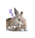 ミニウサギのピーちゃん（個別スタンプ：5）