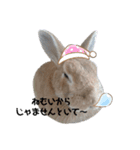 ミニウサギのピーちゃん（個別スタンプ：9）