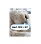 ミニウサギのピーちゃん（個別スタンプ：12）
