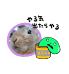 ミニウサギのピーちゃん（個別スタンプ：16）