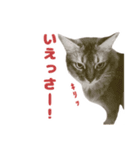 KOJIRO2020（個別スタンプ：1）