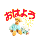 プードルのぽんちゃんスタンプ（個別スタンプ：1）